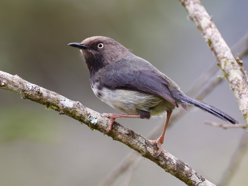 Taita apalis (Apalis fuscigularis)