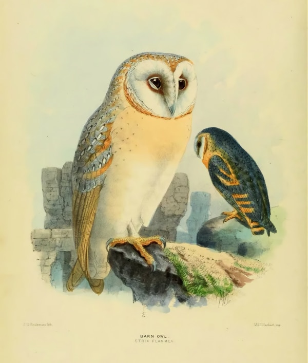 Barn-owl illustration