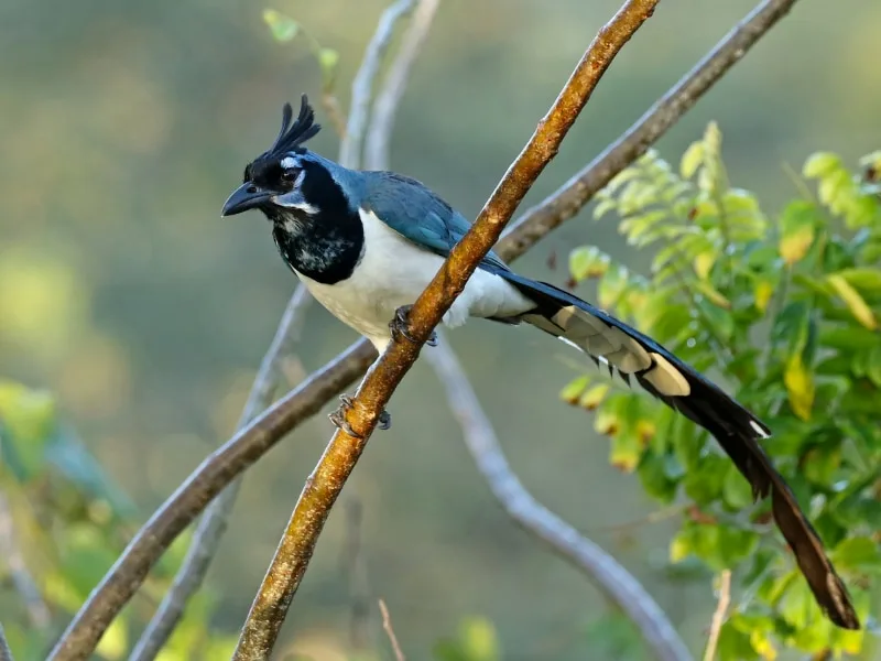 Black-throated magpie-jay (Cyanocorax colliei)