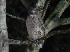 Blakiston's fish owl