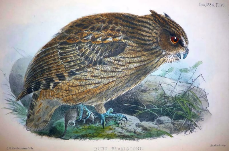 Blakiston's fish owl illustration