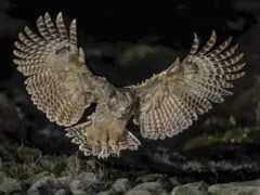 Blakiston's fish owl in flight