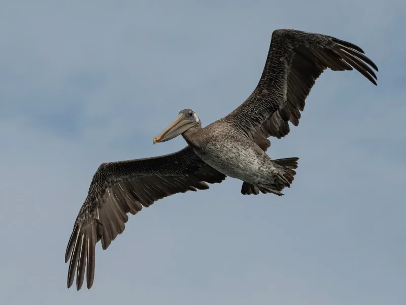 Brown pelican in flight