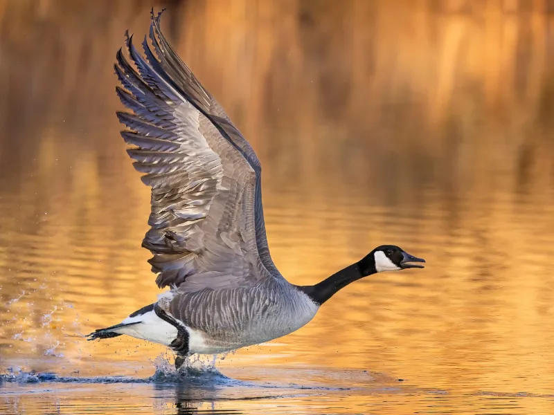 Canada goose taking off