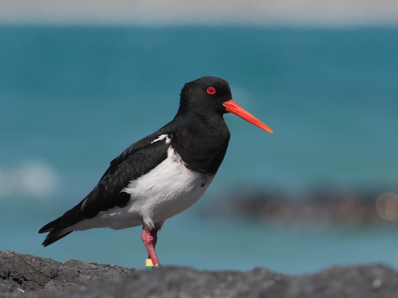 Chatham Islands oystercatcher (Haematopus chathamensis)