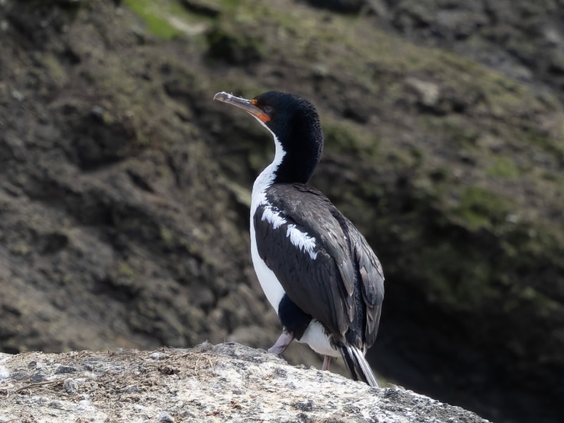 Chatham Islands shag (Leucocarbo onslowi)