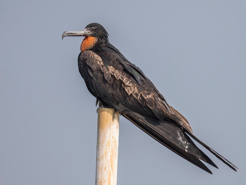 Christmas Island frigatebird (Fregata andrewsi)