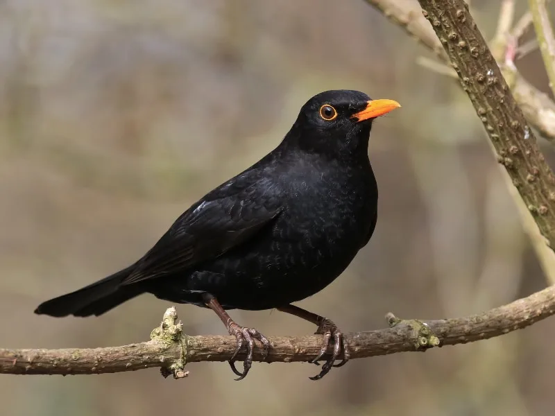 Common blackbird (Turdus merula)