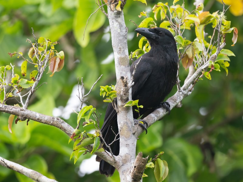 Mariana crow (Corvus kubaryi)