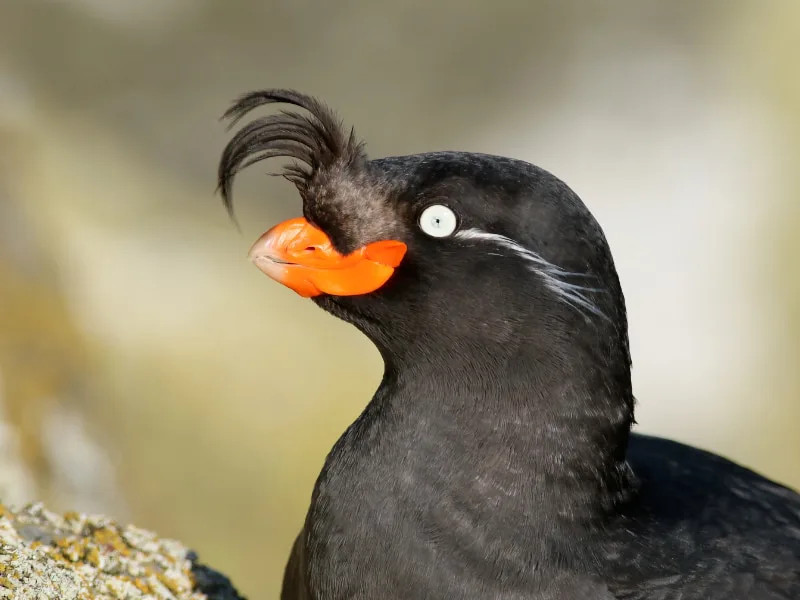 Crested auklet closeup