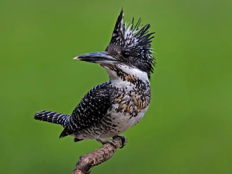 Crested kingfisher (Megaceryle lugubris)