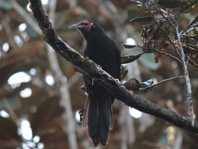 Crow honeyeater (Gymnomyza aubryana)