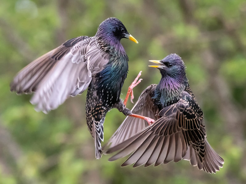 Fighting starlings
