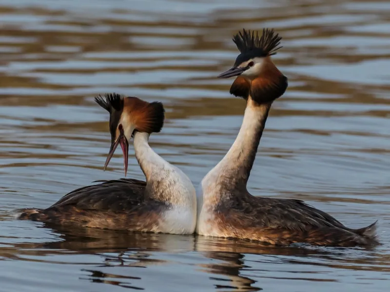 A pair of great crested grebes