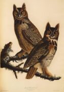Great horned owls illustration