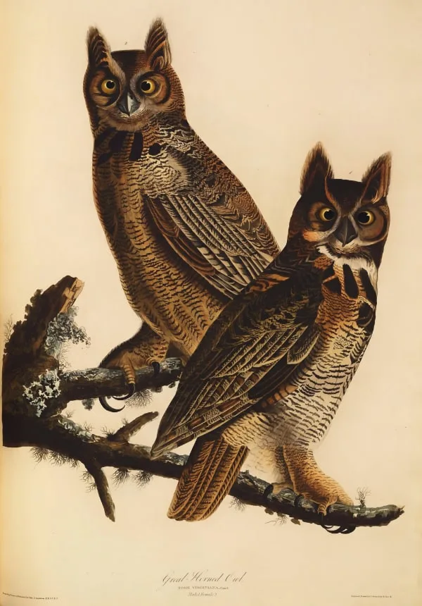 Great horned owls illustration
