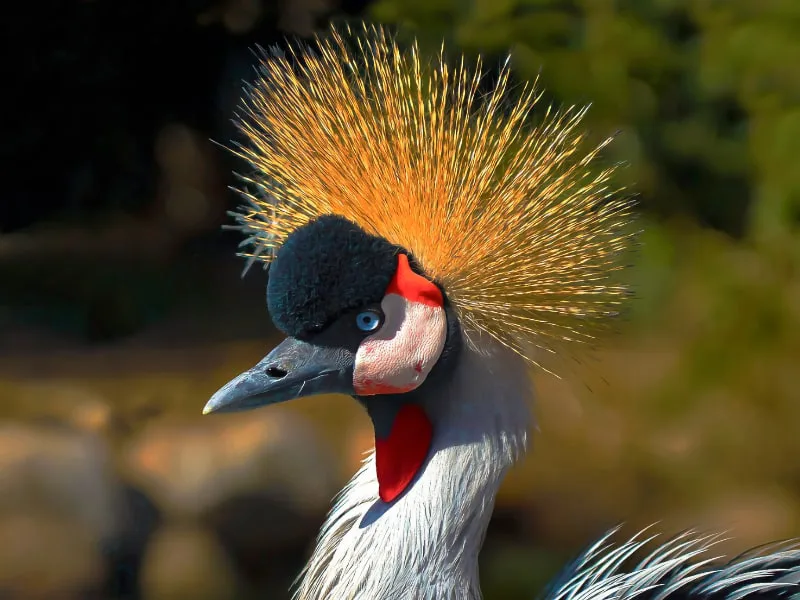 A close-up look at the grey crowned crane's crown