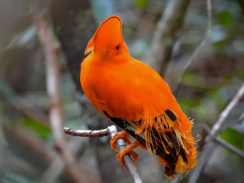 Guianan cock-of-the-rock (Rupicola rupicola)