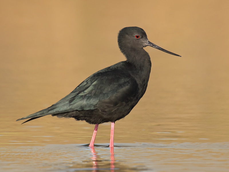 Black stilt (Himantopus novaezelandiae)