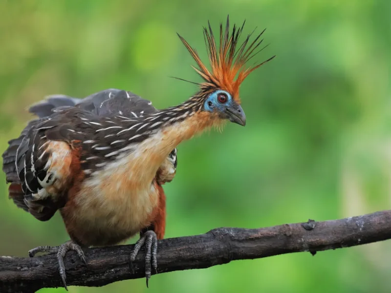 Hoatzin (Opisthocomus hoazin)