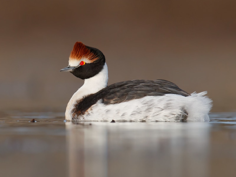 Hooded grebe (Podiceps gallardoi)