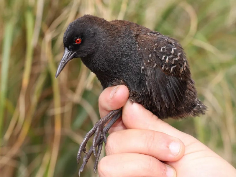 Adult Inaccessible Island rail held by a researcher