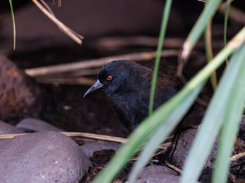Inaccessible Island rail in its habitat