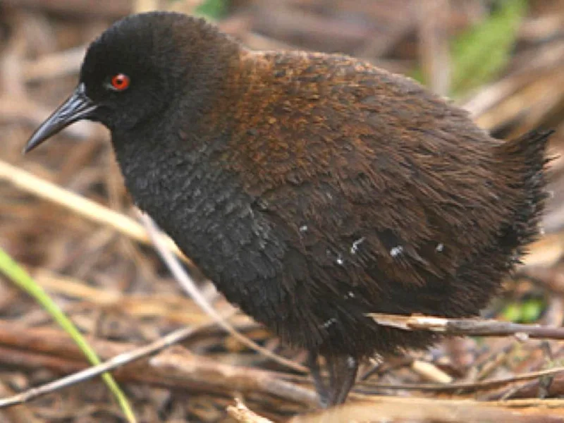 Inaccessible Island rail (Laterallus rogersi)