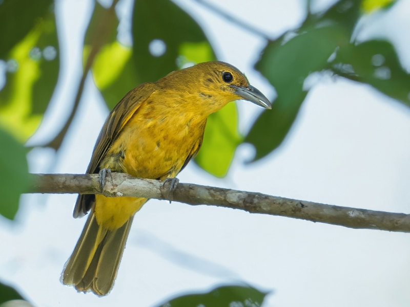 Isabela oriole (Oriolus isabellae)