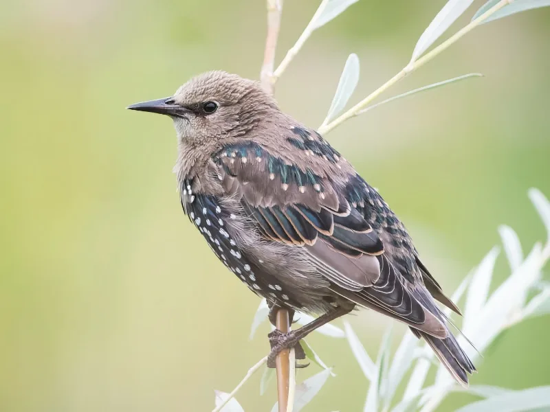 Juvenile common starling