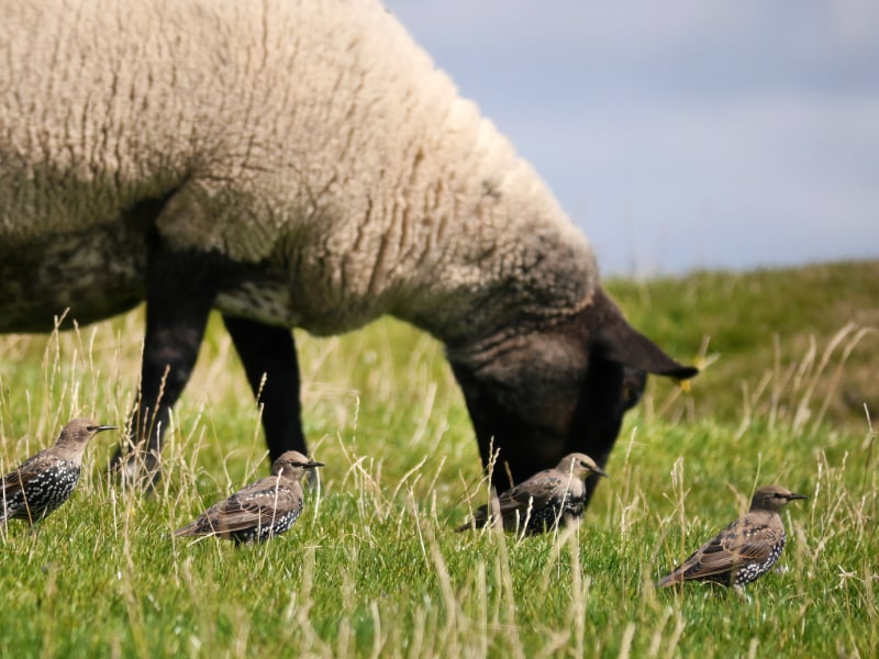 Juvenile starlings forage alongside grazing livestock