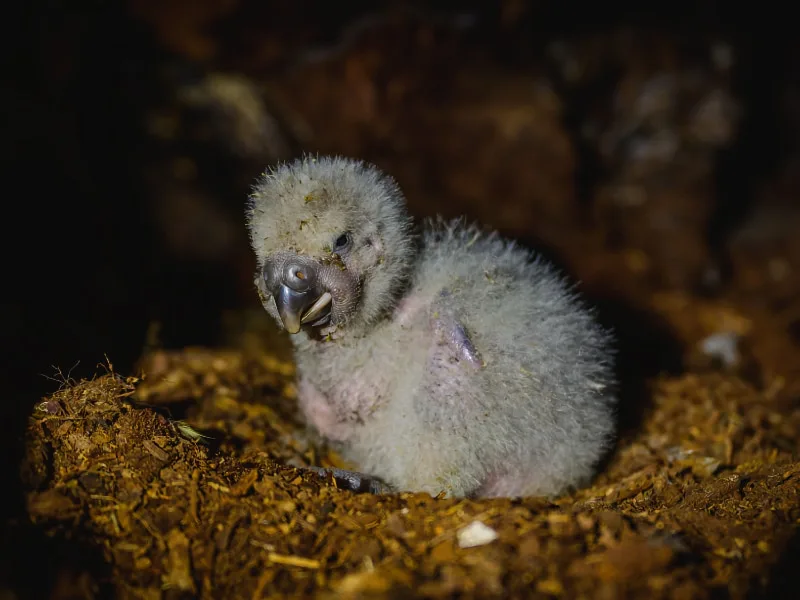 Kakapo chick