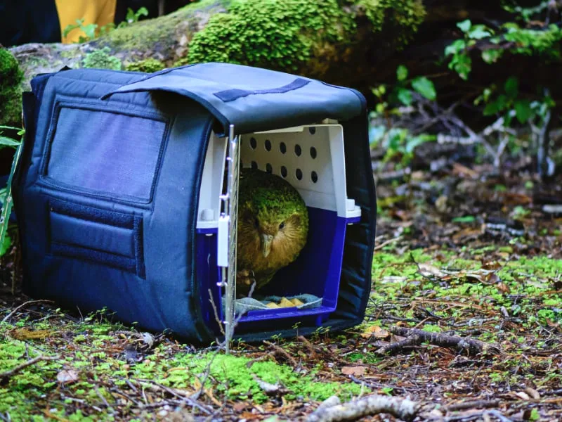 Kakapo release on predator-free island