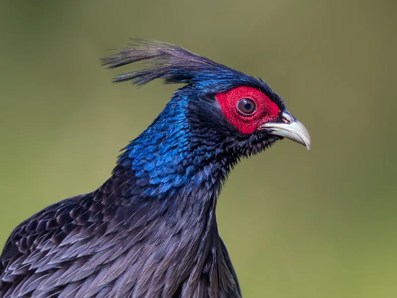 A close-up look at the kalij pheasant's head