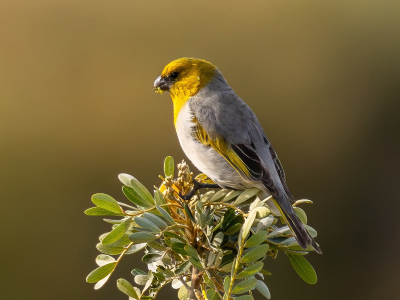 Palila (Loxioides bailleui)