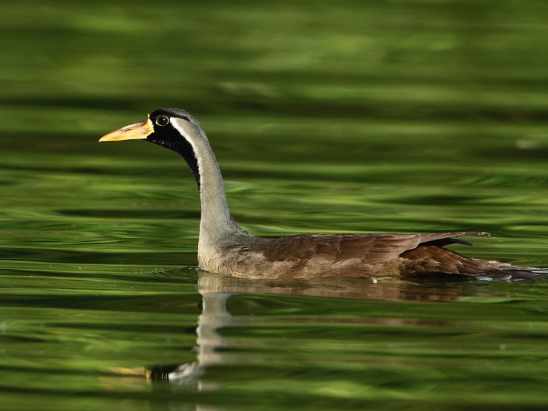 Masked finfoot (Heliopais personatus)