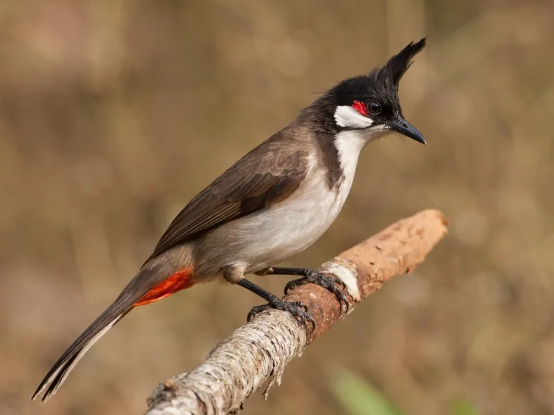 Red-whiskered bulbul (Pycnonotus jocosus)