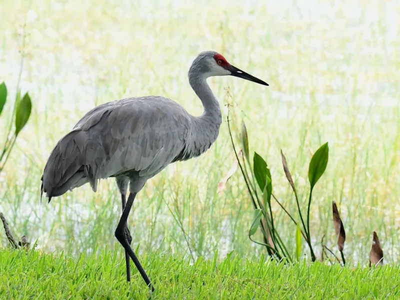 Sandhill crane (Antigone canadensis)