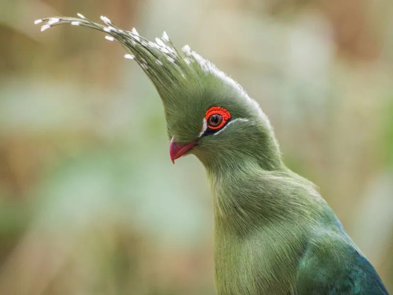 Schalow's turaco closeup
