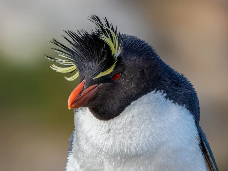 A close-up look at the southern rockhopper penguin's head