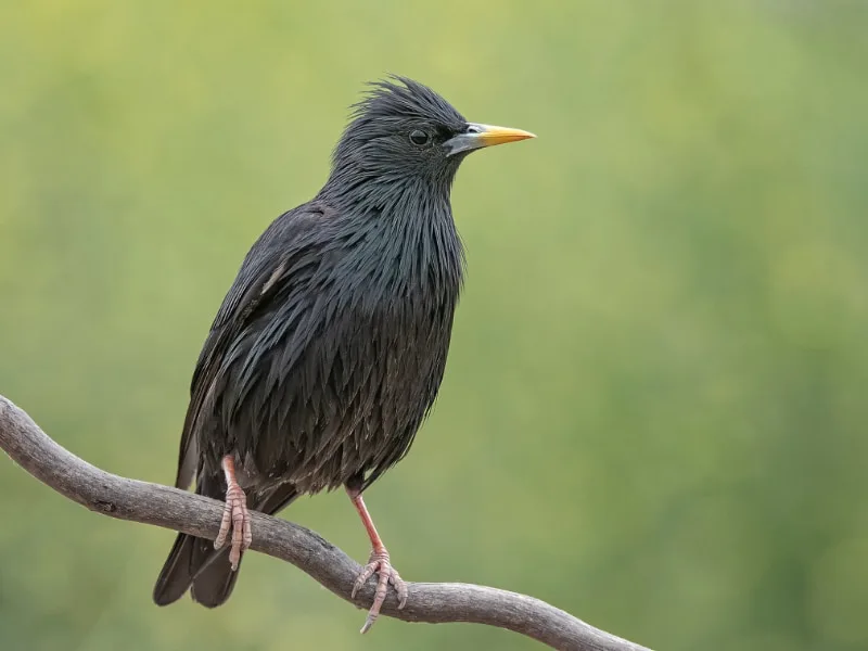 Spotless starling (Sturnus unicolor)
