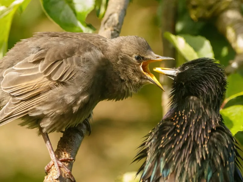 Starling feeding its chick