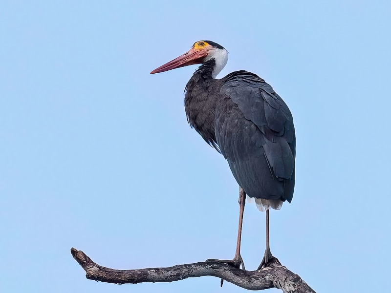 Storm's stork (Ciconia stormi)