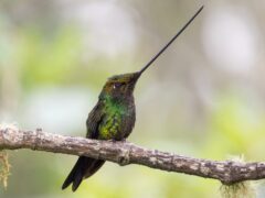 Sword-billed hummingbird (Ensifera ensifera)