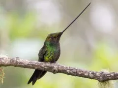 Sword-billed hummingbird (Ensifera ensifera)