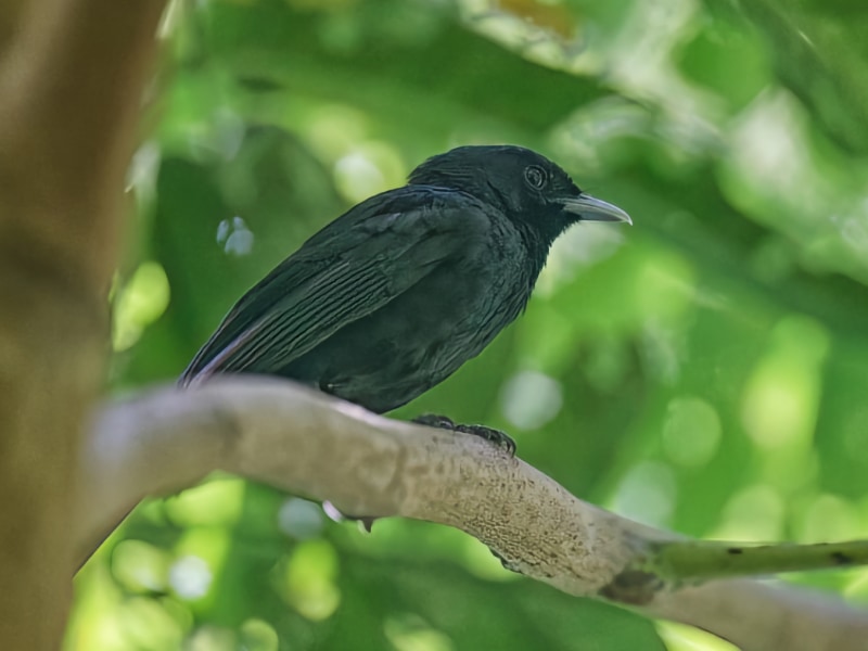 Tahiti monarch (Pomarea nigra)