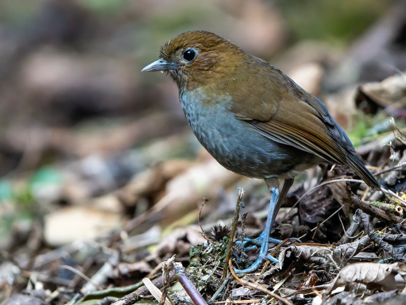 Urrao antpitta (Grallaria urraoensis)