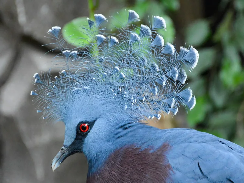 A close-up look at the Victoria crowned pigeon's crest