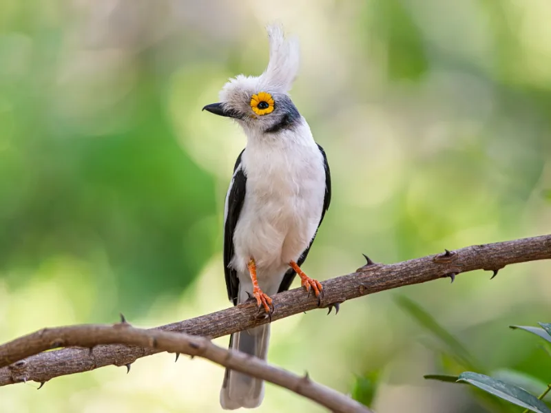 White-crested helmetshrike (Prionops plumatus)