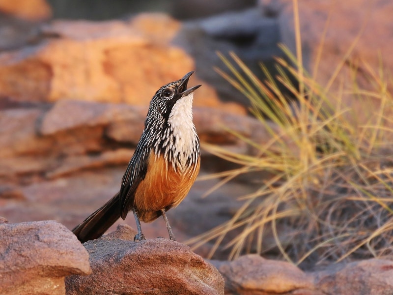 White-throated grasswren (Amytornis woodwardi)